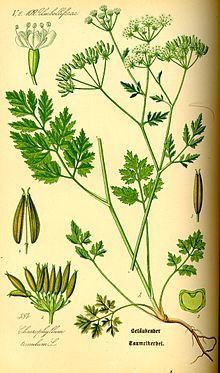 Chaerophyllum temulum httpsuploadwikimediaorgwikipediacommonsthu