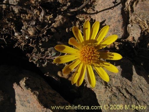 Chaetanthera Description and images of Chaetanthera glabrata Chinita a native