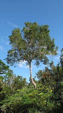 Chaetocarpus httpsuploadwikimediaorgwikipediacommonsthu