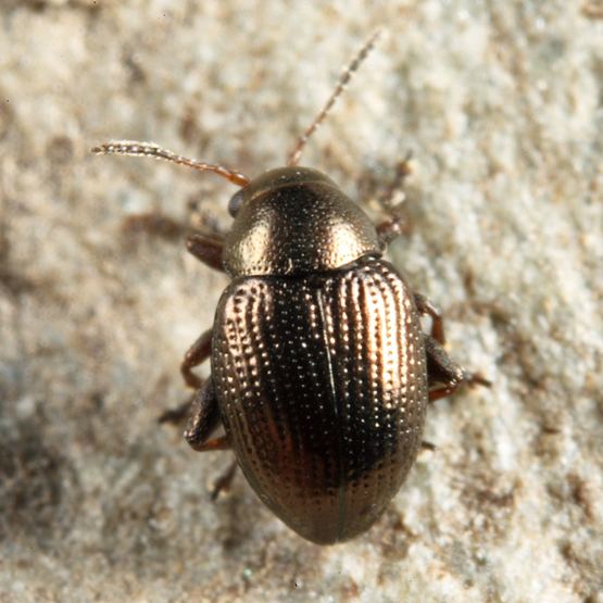 Chaetocnema pulicaria Flea Beetle Chaetocnema BugGuideNet