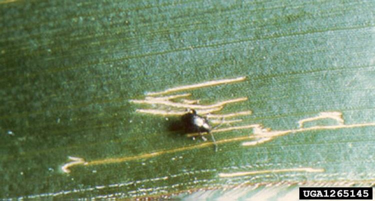 Chaetocnema pulicaria corn flea beetle Chaetocnema pulicaria Coleoptera Chrysomelidae