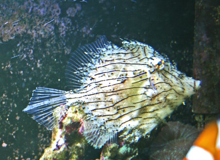 Chaetodermis penicilligerus FileChaetodermis penicilligerus 1jpg Wikimedia Commons
