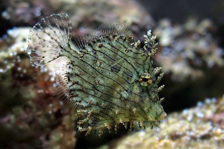 Chaetodermis penicilligerus fishesofaustralianetauImagesImageChaetodermis