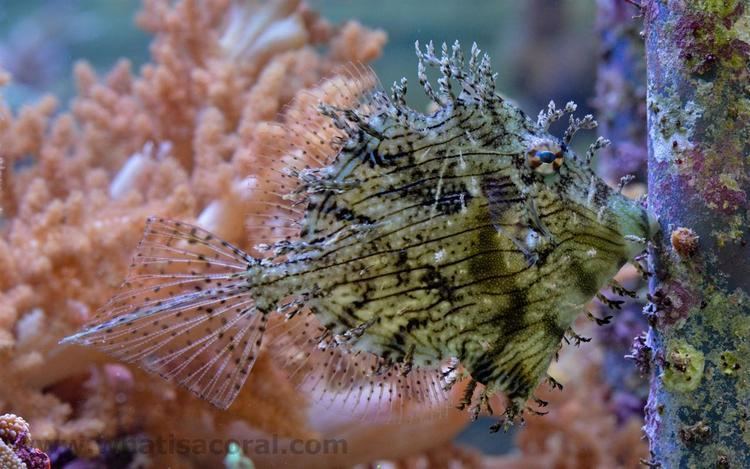 Chaetodermis penicilligerus What is a coral Chaetodermis penicilligerus Prickly Leatherjacket
