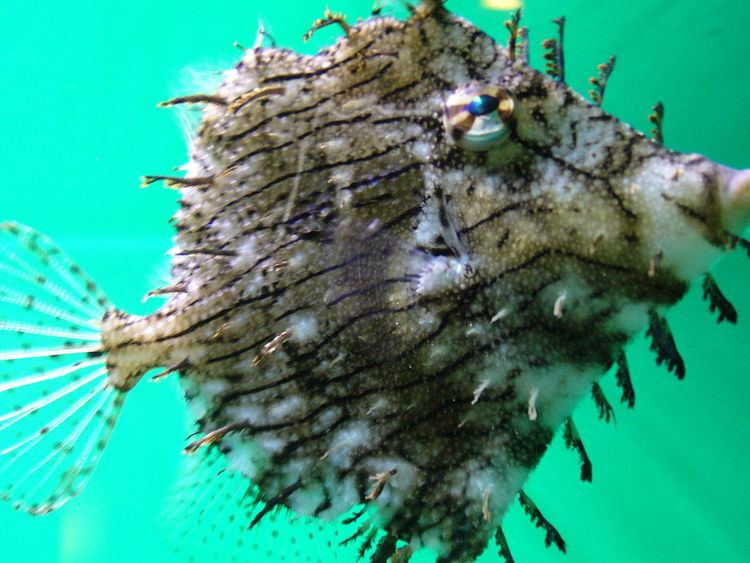 Chaetodermis penicilligerus Chaetodermis penicilligerus Wikipedia