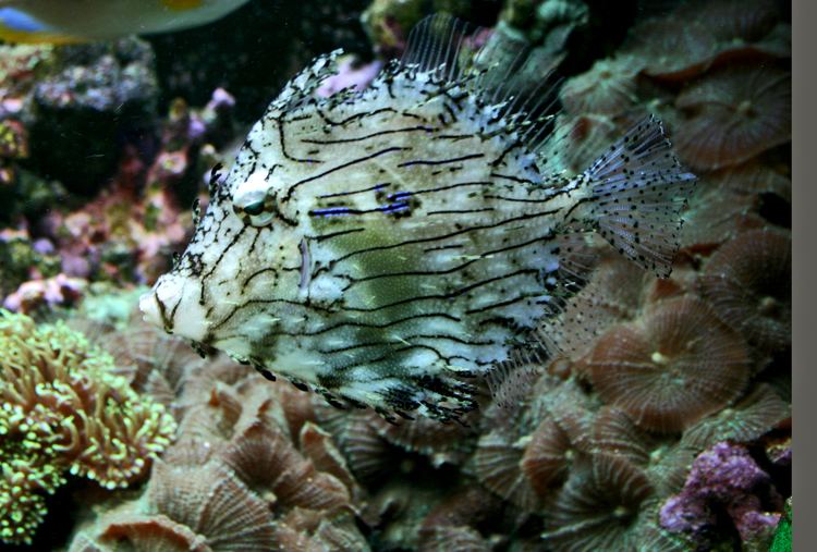 Chaetodermis penicilligerus FileChaetodermis penicilligerus 2jpg Wikimedia Commons