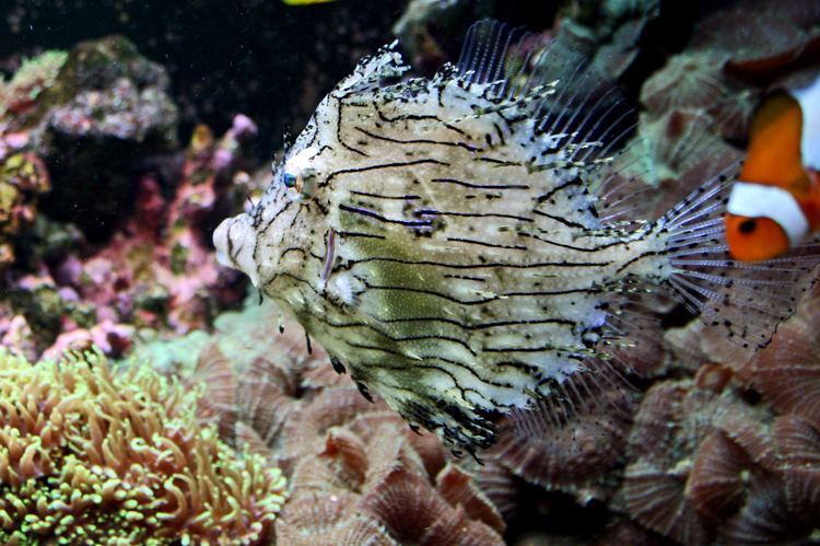 Chaetodermis penicilligerus FileChaetodermis penicilligerus 3jpg Wikimedia Commons