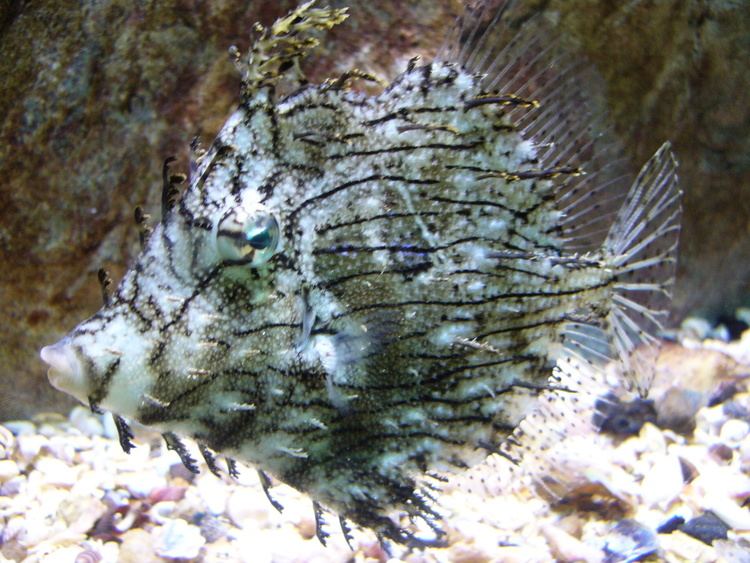 Chaetodermis penicilligerus FileChaetodermis penicilligerus5 Aquarium FinisterraeJPG