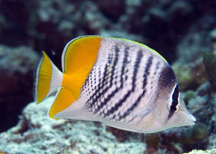 Chaetodon 1000 images about Butterfly fish I am looking for on Pinterest