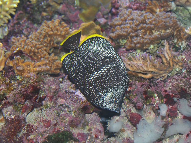 Chaetodon daedalma The Online Zoo Wrought Iron Butterflyfish