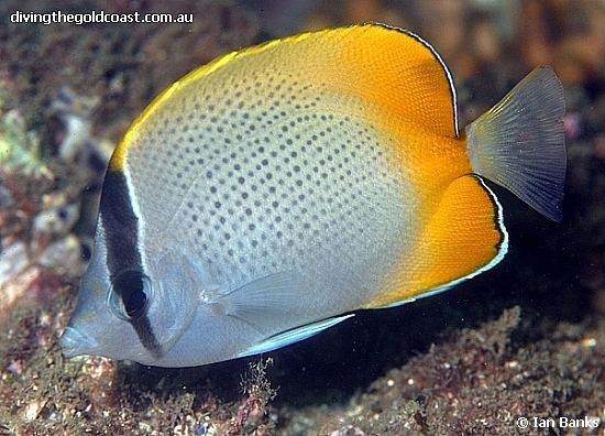 Chaetodon guentheri 1000 images about Fishes angelfishes and butterflyfishes on