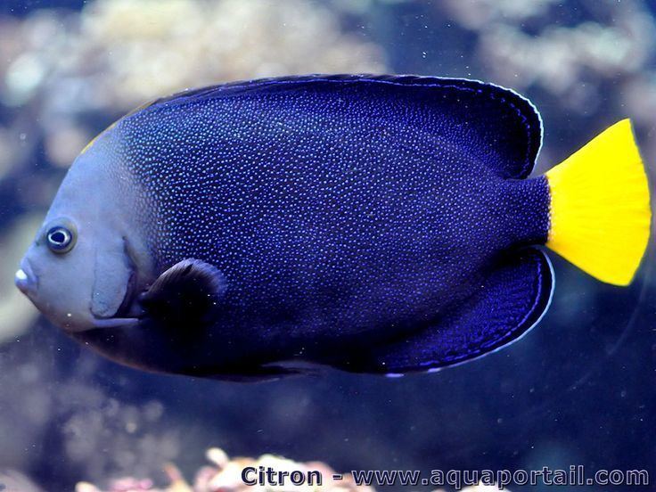 Chaetodontoplus caeruleopunctatus 1000 images about tangs on Pinterest Tropical fish Yellow eyes