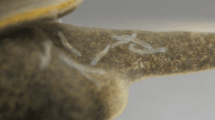 Chaetogaster How to remove Chaetogaster limnaei limnaei gastropods