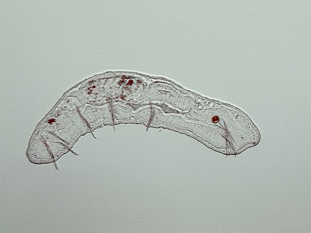 Chaetogaster Chaetogaster Von Baer 1827 In distinction from the o Flickr
