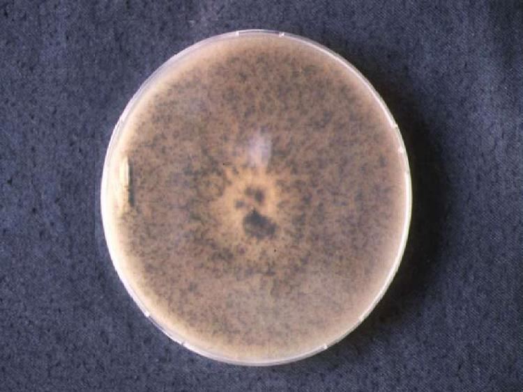 Chaetomium globosum MYCOTA