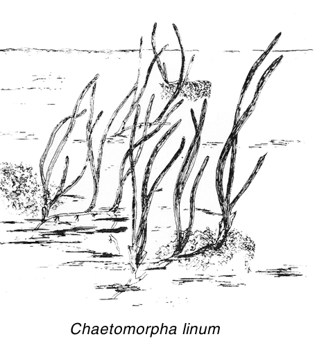 Chaetomorpha linum Chaetomorphalinumgif