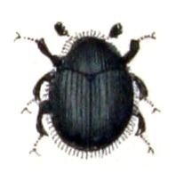Chaetophora (beetle) httpsuploadwikimediaorgwikipediacommons66