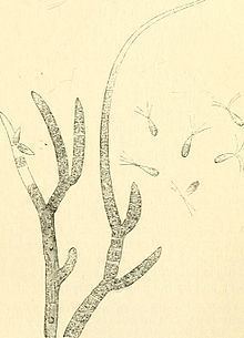 Chaetophora elegans httpsuploadwikimediaorgwikipediacommonsthu