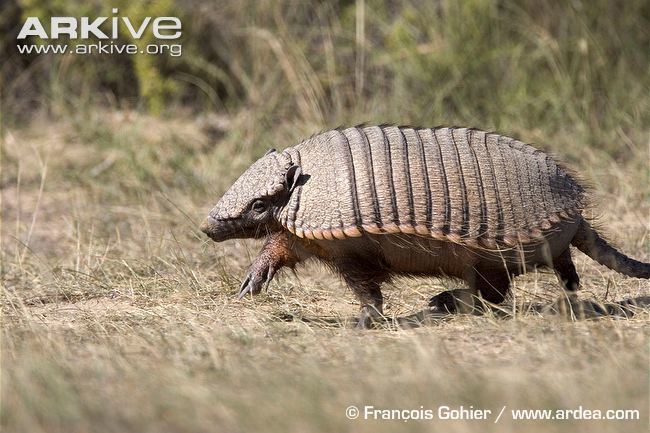 Chaetophractus Large hairy armadillo photo Chaetophractus villosus G51418 ARKive