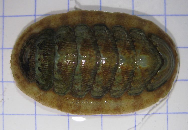 Chaetopleura FileChaetopleura Apiculatajpg Wikipedia