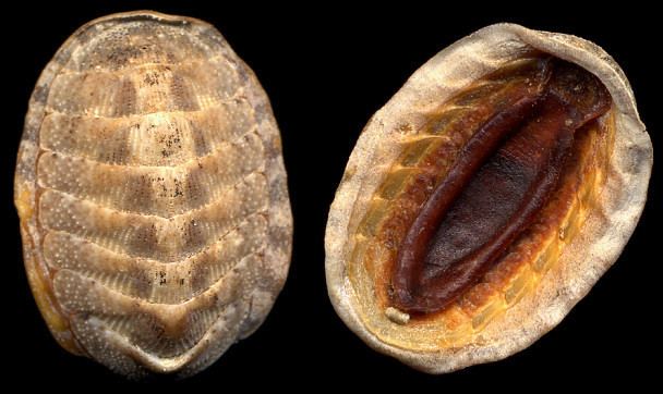 Chaetopleura Chaetopleura apiculata Common eastern chiton Chiton apiculatus