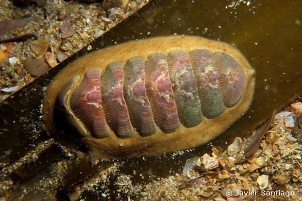 Chaetopleura European Marine Life Photo of Chaetopleura angulata Mollusc