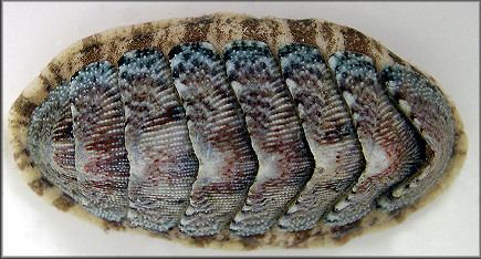 Chaetopleura Chaetopleura apiculata Say 1838 Eastern Beaded Chiton