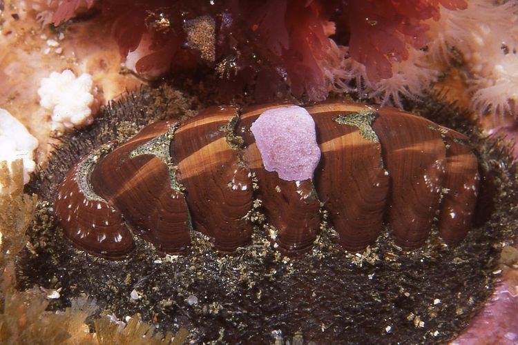 Chaetopleura papilio