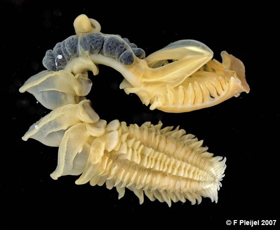 Chaetopterus BOGLEECH Polychaete Worms