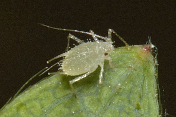 Chaetosiphon fragaefolii Chaetosiphon fragaefolii strawberry aphid identification images