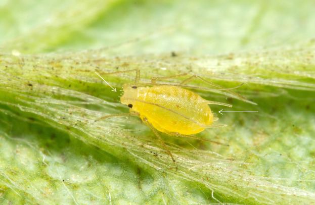Chaetosiphon fragaefolii An unexpected aphid in strawberries North Carolina Cooperative