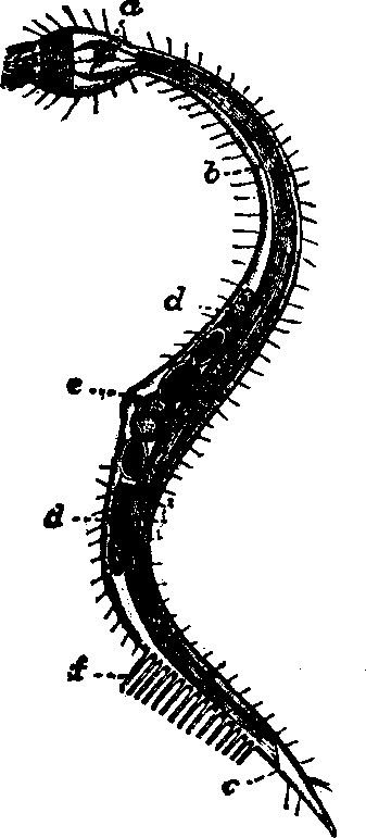 Chaetosomatida