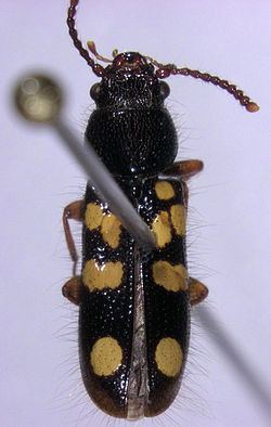 Chaetosomatidae httpsuploadwikimediaorgwikipediacommonsthu