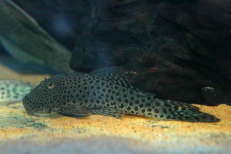 Chaetostoma Chaetostoma sp Spotted Bulldog Plec L187a Seriously Fish