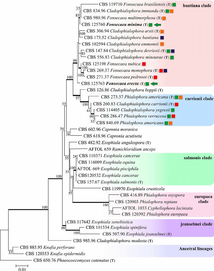 Chaetothyriales Phylogenetic tree of Chaetothyriales based on confidently