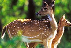 Chail Sanctuary wwwhimachalpradeshtourismorgimageswildlifecha