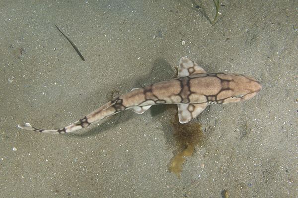 Chain catshark Chain catshark Scyliorhinus retifer aka Chain dogfish