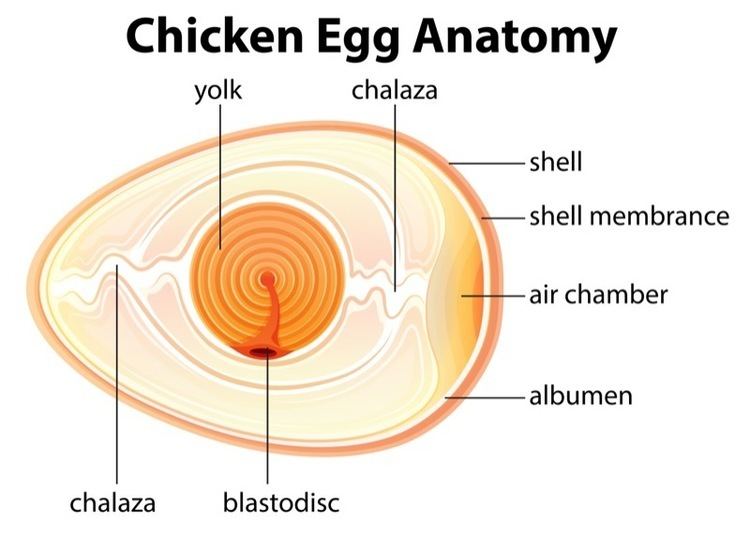 Chalaza Chalaza Archives Sun Gazing