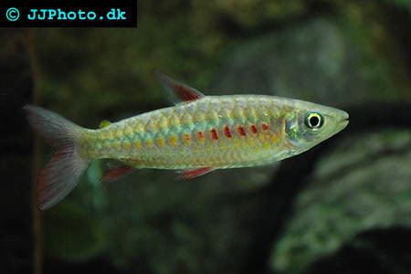 Chalceus Pink tailed chalceus Chalceus macrolepidotus Fish Profile with