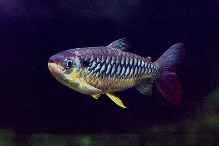 Chalceus Chalceus erythrurus Tucanfish Seriously Fish