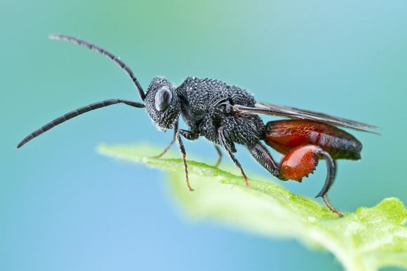 Chalcid wasp Colin Hutton Photography Bees and Wasps Chalcid Wasp