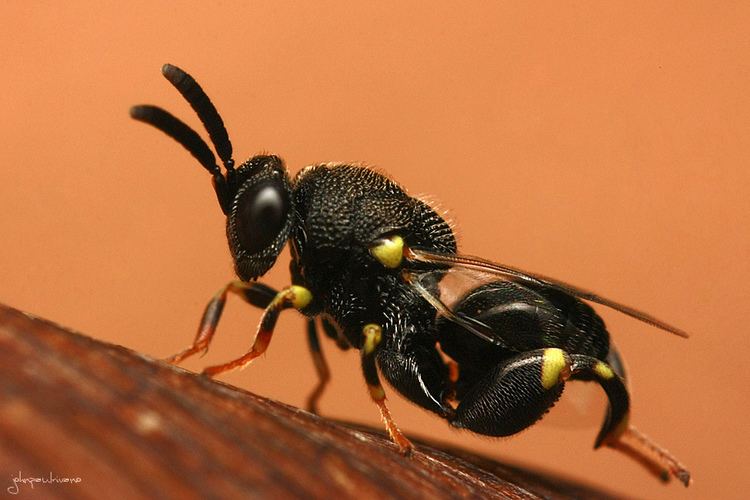 Chalcid wasp Chalcid wasp Chalcid wasps superfamily Chalcidoidea belo Flickr