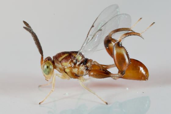 Chalcid wasp - Alchetron, The Free Social Encyclopedia