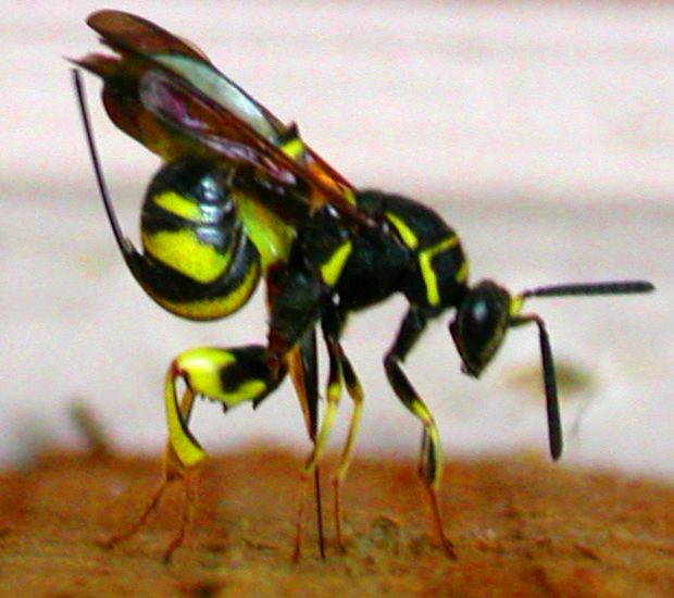 Chalcid wasp Chalcid Wasp What39s That Bug