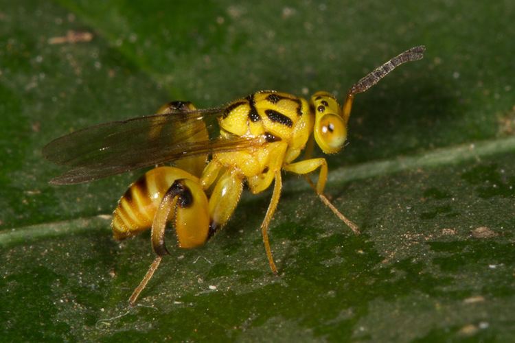 Chalcid wasp Subjects Chalcid Wasps Nature Closeups