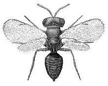 Chalcid wasp Chalcid wasp Wikipedia