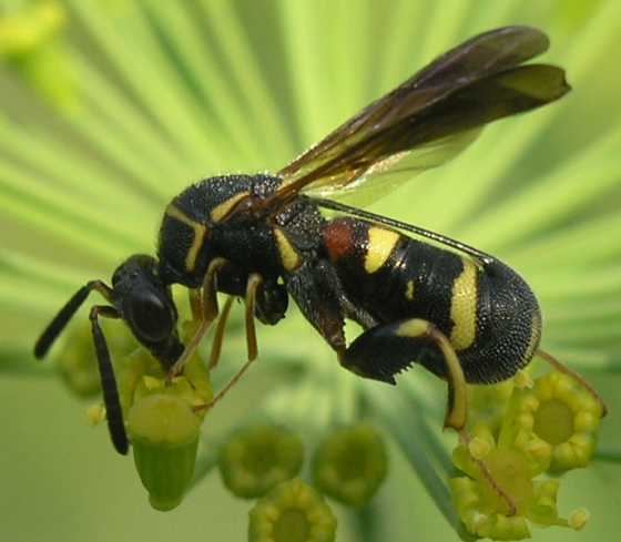 Chalcid wasp Chalcid Wasp Leucospis affinis BugGuideNet