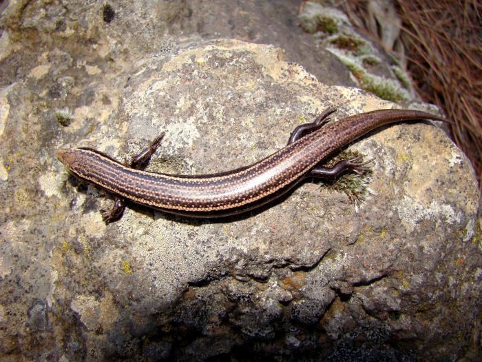 Chalcides Chalcides sexlineatus The Reptile Database