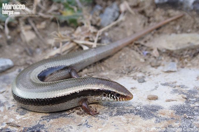 Chalcides Species Page of Chalcides colosii Amphibians amp Reptiles of Morocco