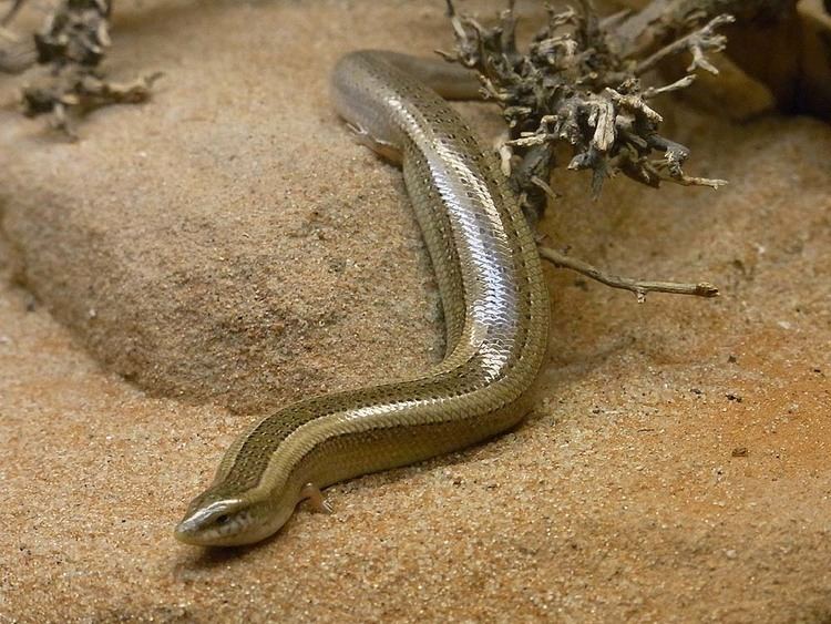 Chalcides mionecton Chalcides mionecton BTTGER 1874